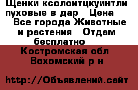 Щенки ксолоитцкуинтли пуховые в дар › Цена ­ 1 - Все города Животные и растения » Отдам бесплатно   . Костромская обл.,Вохомский р-н